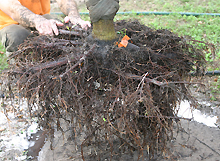 exposed root ball